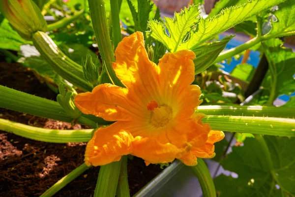 Kabak Çiçek Meyve Sarı Bir Meyve Bahçesi Kentsel Bahçede — Stok fotoğraf