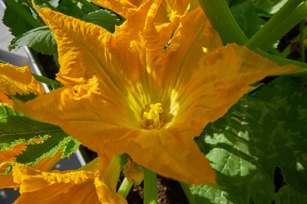 Flores Abobrinha Amarelo Jardim Urbano Pomar — Fotografia de Stock