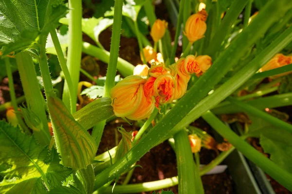 Kabak Sarı Çiçekler Bir Meyve Bahçesi Kentsel Bahçede — Stok fotoğraf