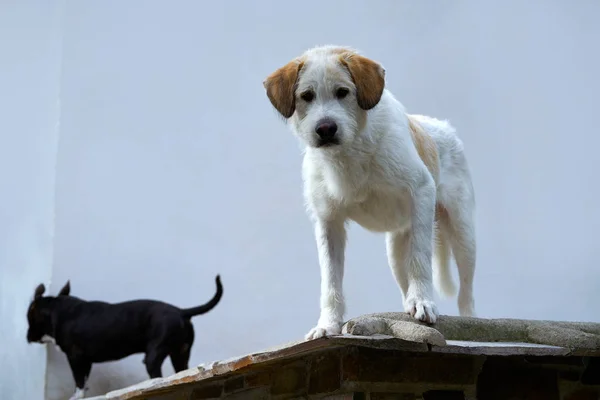 在西班牙和西班牙的屋顶上的狗 — 图库照片
