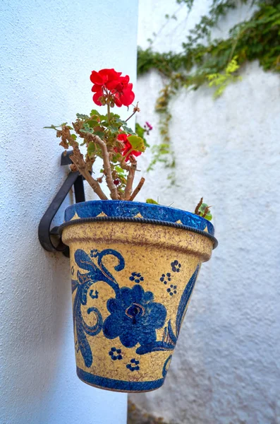 Hermosas Flores Maceta Granada — Foto de Stock