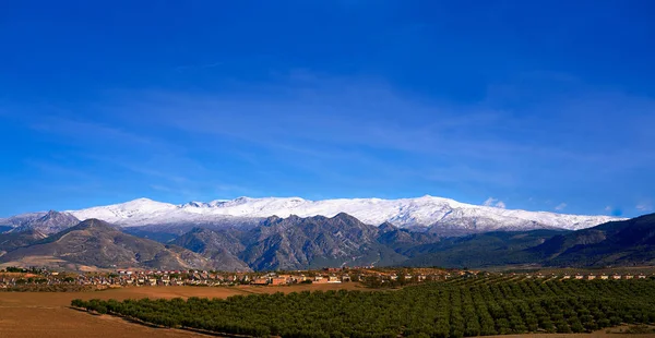 Montagnes Sierra Nevada Grenade Avec Neige Pointe Champs Oliviers Andalousie — Photo