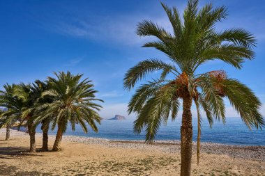Altea beach Playa La Roda palmiye ağaçları Alicante, İspanya