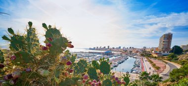 El Campello manzarası ile ön plan kaktüs odakta Costa Blanca, Alicante Marinası