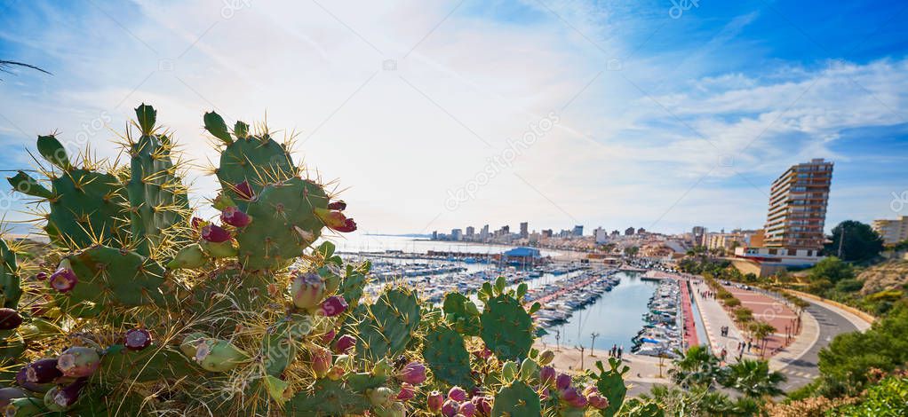 El Campello skyline and marina in Alicante at Costa Blanca focus in foreground cactus