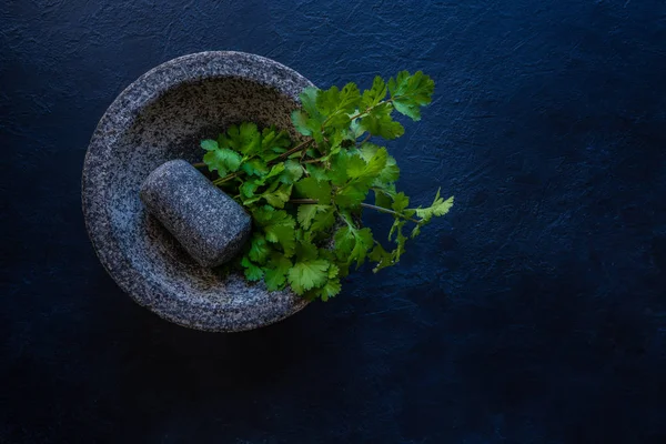 Coriandro coentro fresco em um molcajete — Fotografia de Stock