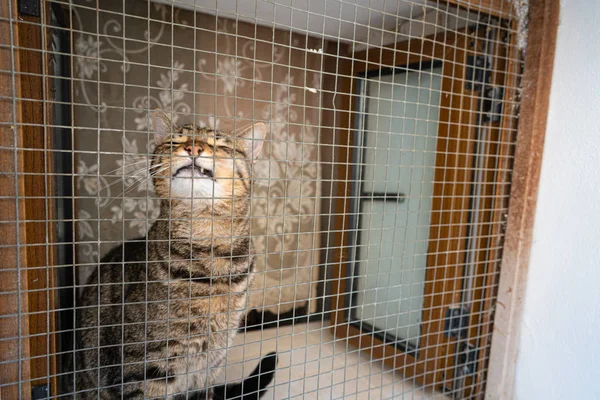 Кошка царапается в окне Ибицы — стоковое фото