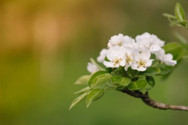 Odaklanmamış yeşil çim arka plan karşı bahar bahçesinde çiçekli elma dalı. Bahar çiçekleri
