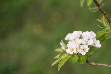 Odaklanmamış yeşil çim arka plan karşı bahar bahçesinde çiçekli elma dalı. Bahar çiçekleri