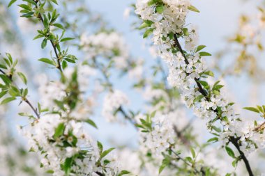 Doğanın arka planında çiçek ağacı / Bahar çiçekleri / Bahar Arkaplanı