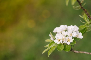 Odaklanmamış yeşil çim arka plan karşı bahar bahçesinde çiçekli elma dalı. Bahar çiçekleri