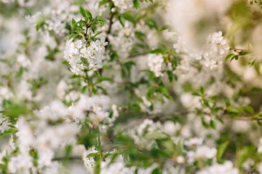 Doğanın arka planında çiçek ağacı / Bahar çiçekleri / Bahar Arkaplanı