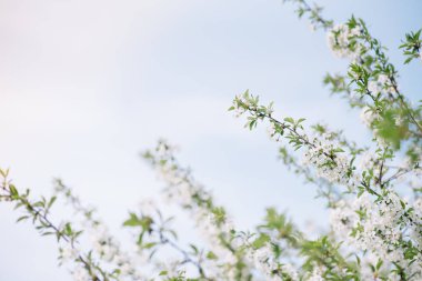 Doğanın arka planında çiçek ağacı / Bahar çiçekleri / Bahar Arkaplanı
