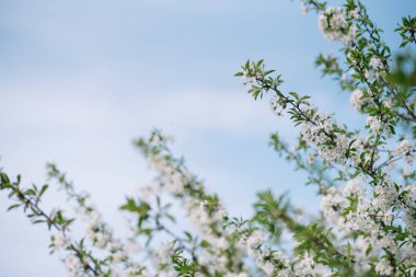 Doğanın arka planında çiçek ağacı / Bahar çiçekleri / Bahar Arkaplanı
