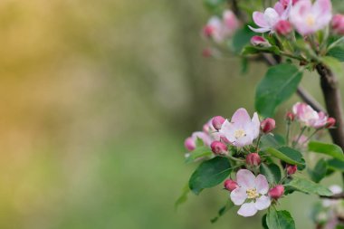 Odaklanmamış yeşil çim arka plan karşı bahar bahçesinde çiçekli elma dalı. Bahar çiçekleri