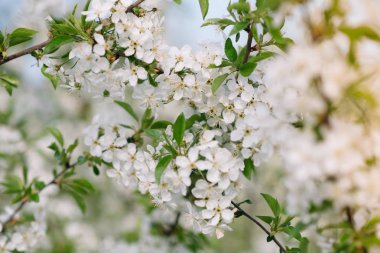 Doğanın arka planında çiçek ağacı / Bahar çiçekleri / Bahar Arkaplanı