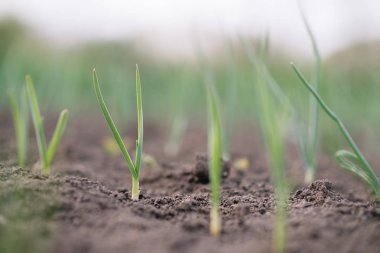 Tarlada taze taze soğan filizleri. Toprakta soğanlı organik yetiştirilmiş soğan. Organik tarım.