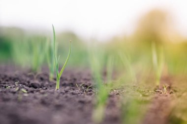 Tarlada taze taze soğan filizleri. Toprakta soğanlı organik yetiştirilmiş soğan. Organik tarım.