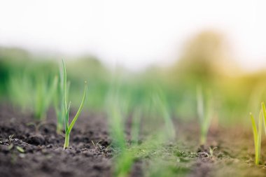 Tarlada taze taze soğan filizleri. Toprakta soğanlı organik yetiştirilmiş soğan. Organik tarım.