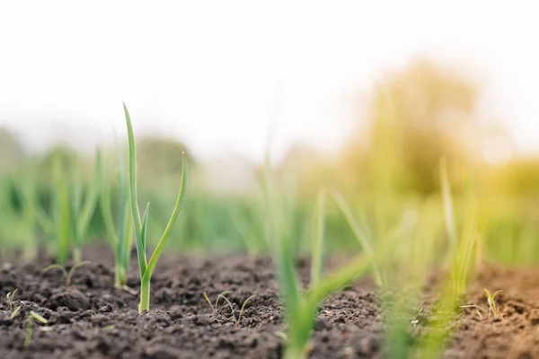 Young spring onion sprout on the field. Organically grown onions with chives in the soil. Organic farming. — ストック写真