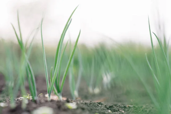 Jonge lente-ui spruit op het veld. Biologisch geteelde uien met bieslook in de grond. Biologische landbouw. — Stockfoto