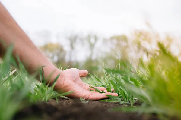 Σιτάρι έννοια προστασία καλλιεργειών στην αγροτική παραγωγή, καλλιέργησε αγρότη χέρι χαϊδεύοντας μικρά πράσινα φυτά στο πεδίο στο ηλιοβασίλεμα. — Φωτογραφία Αρχείου