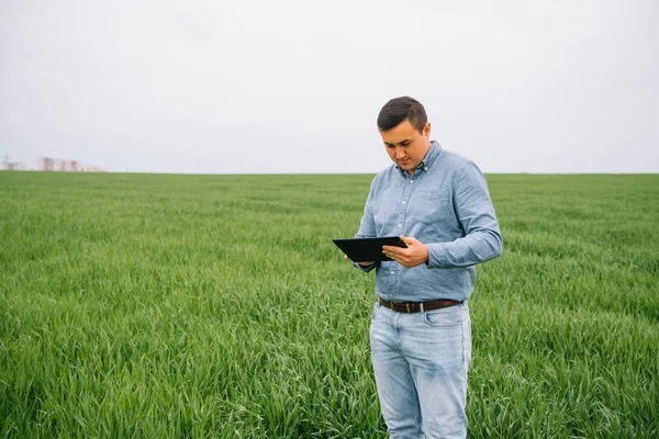 Genç Yakışıklı Tarım Mühendisi Yaz Başında Elinde Tabletle Yeşil Buğday — Stok fotoğraf