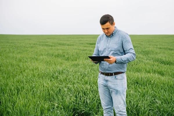 Genç Tarım Uzmanının Elinde Yeşil Buğday Tarlasında Tablet Dokunmatik Tablet — Stok fotoğraf