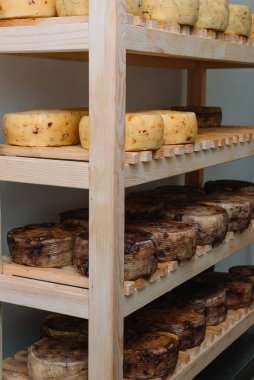 Peynir çiftliğinde raflara dizilmiş peynir