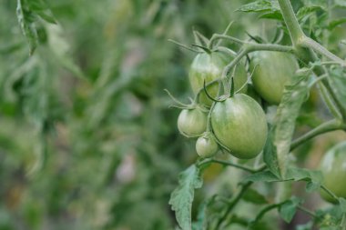 Domatesleri yetiştiriyorum. Sebze bahçesinde olgunlaşmamış domatesler.