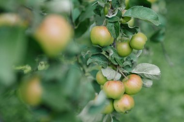 Elma ağacında kırmızı-turuncu elma toplanmaya hazır.