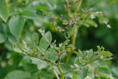 Colorado patates böceği larvaları tarıma zararlıdır. Baş belaları. Kızıl böcekler patates yer. Yeşil yaprakları ve hasadı mahvet.