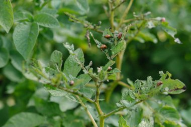 Colorado patates böceği larvaları tarıma zararlıdır. Baş belaları. Kızıl böcekler patates yer. Yeşil yaprakları ve hasadı mahvet.