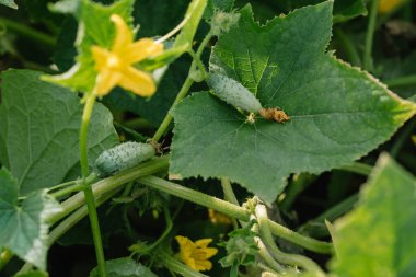 Bir dalda olgunlaşan salatalık. Turşu için salatalık yetiştirme ve çiçek açma.