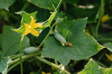Bir dalda olgunlaşan salatalık. Turşu için salatalık yetiştirme ve çiçek açma.