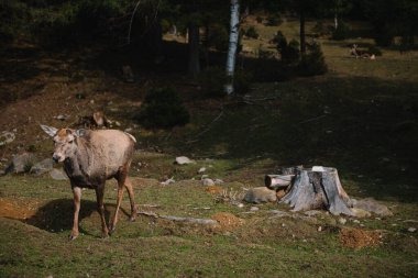Ormandaki göletin kenarında dinlenen bir grup popo. Beyaz balıkçıllar ve yanlarında yaban domuzu. Doğal yaşam ortamında vahşi yaşam