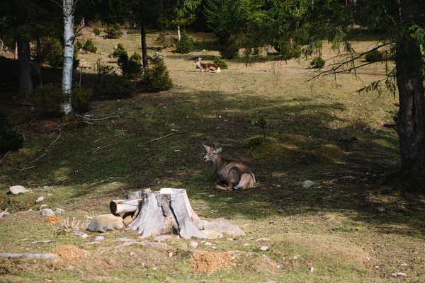 무리의 수컷들은 근처에서 휴식을 취합니다 왜가리와 멧돼지가 서식지의 — 스톡 사진