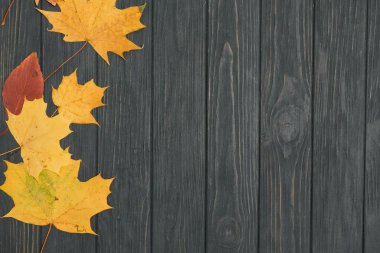 Arka planda sarı nemli sonbahar yaprakları koyu eski bir ahşap