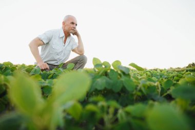 Agronomist tarlada yetişen soya fasulyesi ekinlerini inceliyor. Tarım üretim konsepti. Genç tarımcı yazın tarlada soya fasulyesi mahsulünü inceliyor. Soya tarlasında çiftçi