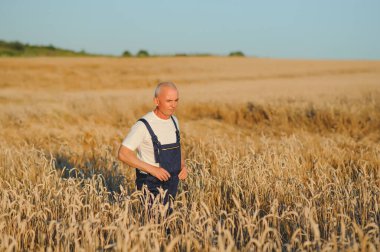 Hasattan önce organik buğday tarlalarını incelerken tablet kullanan gri saçlı tarımcı ya da çiftçi. Günbatımı fotoğrafı. Düşük açı görünümü.