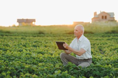 Agronomist tarlada yetişen soya fasulyesi ekinlerini inceliyor. Tarım üretim konsepti. Genç tarımcı yazın tarlada soya fasulyesi mahsulünü inceliyor. Soya tarlasında çiftçi