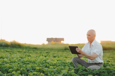 Agronomist tarlada yetişen soya fasulyesi ekinlerini inceliyor. Tarım üretim konsepti. Genç tarımcı yazın tarlada soya fasulyesi mahsulünü inceliyor. Soya tarlasında çiftçi