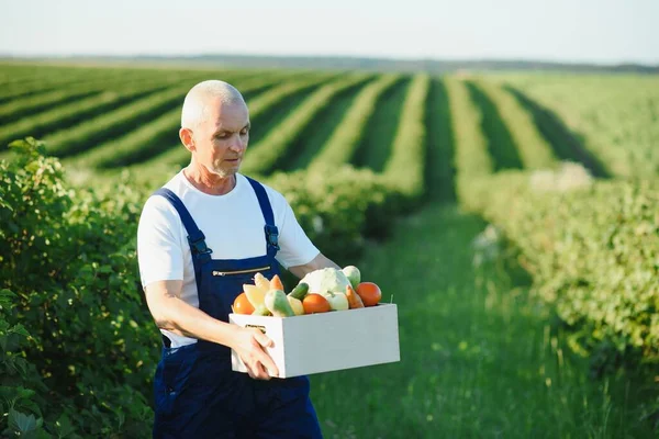 Agricoltore Che Trasporta Scatola Verdure Raccolte — Foto Stock