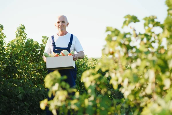 Landwirt Trägt Schachtel Mit Gepflücktem Gemüse — Stockfoto