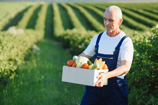 Uomo Anziano Che Solleva Scatole Piene Verdure Stagione Concetto Alimentazione — Foto Stock