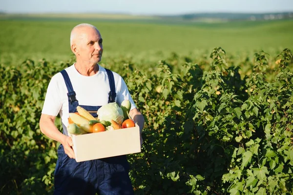 Senior Man Lifting Box Full Seasonal Vegetables Koncept Zdravé Výživy — Stock fotografie