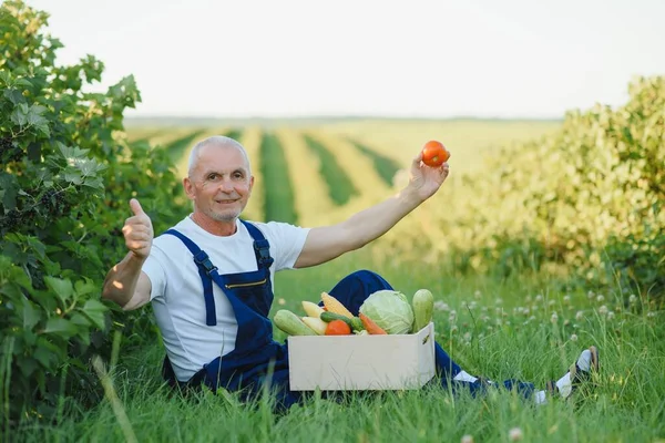 Senior man lifting box full of seasonal vegetables. The concept of healthy eating