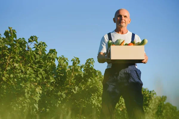 Uomo Anziano Che Solleva Scatole Piene Verdure Stagione Concetto Alimentazione — Foto Stock