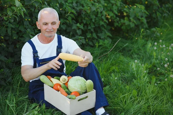 Ein Älterer Mann Hebt Eine Kiste Voller Gemüse Der Saison — Stockfoto