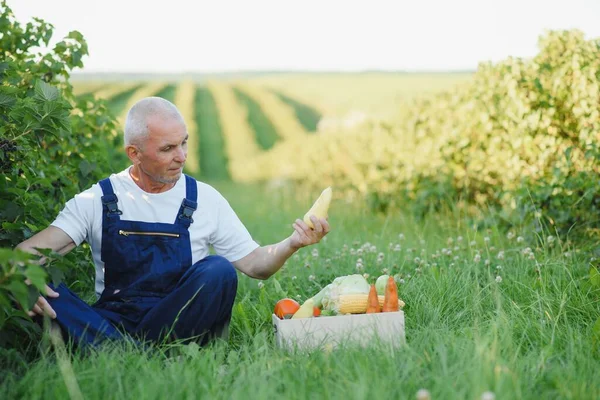 畑に野菜の木の箱を持つ男 — ストック写真